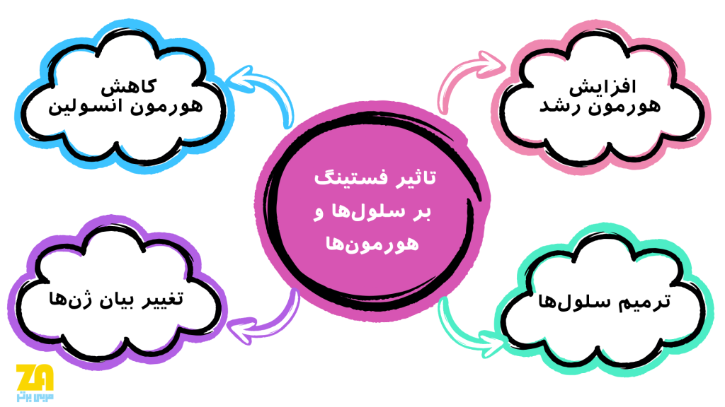 تاثیر رژیم فستینگ بر هورمون